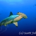 shark_hammerhead_scalloped_dar_h_0246_ecu1031.jpg